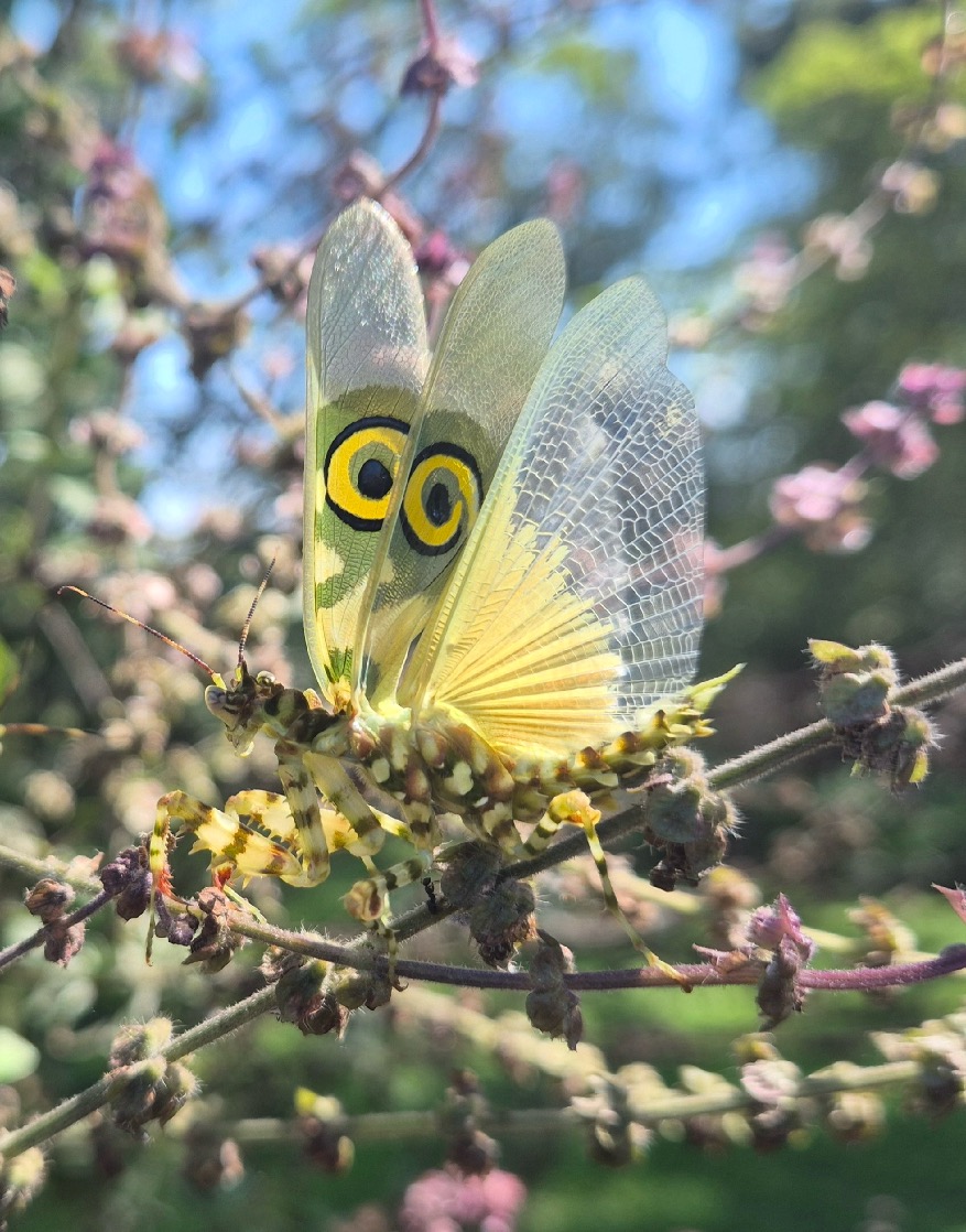 Spiny flower mantis 1